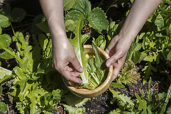 포토 JPG 해외이미지 식물 라이프스타일 손 계절 음식 백그라운드 잎 농업 채소 자연 건강 취미 사람없음 야외 초록색 농작물 농장 정원 샐러드 모임 수확 성장 시골 신선 잡기 사발 선택 농부 상추 다발 수집 유기농 원예 날것 내추럴 채소밭 땅바닥 숙성 채식주의자 비건 해외포토 직업 웰빙 산업 컬러 컨셉 밭 모션 바닥 생활 신체부위 사기그릇 생태계 채식 파일형식 이미지허브