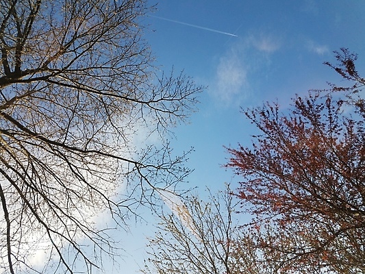 포토 JPG 해외이미지 나무 구름 교통시설 하늘 비행기 사람없음 파란색 대패 해외포토 자연요소 식물 컬러 교통 항공교통 대중교통 시설 파일형식 이미지허브