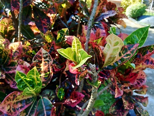 포토 JPG 해외이미지 나무 식물 꽃 잎 꽃무늬 패턴 오렌지 자연 주택 사람없음 장식 빨간색 초록색 컬러풀 노란색 정원 펼침 흰색 보호 질병 숲 관목 유기농 질감 내추럴 기생충 고립 이국적 적 해외포토 웰빙 컬러 컨셉 무늬 과일 의학 모션 건물 바이러스 생태계 파일형식 이미지허브