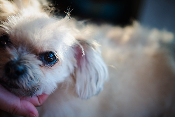 포토 JPG 해외이미지 한마리 손 응시 실내 아웃포커스 신체부위 귀여움 강아지 애견미용 애견미용사 해외포토 1 시선 컨셉 촬영기법 사람 내부 반려동물 뷰티 개 미용사 파일형식 이미지허브