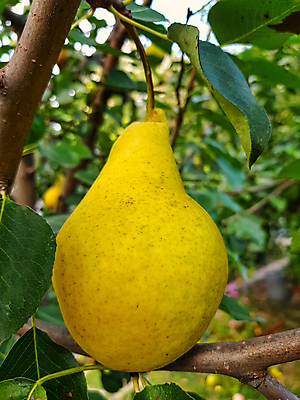 포토 JPG 해외이미지 나무 식물 계절 음식 줄기 잎 2 농업 과일 자연 매달리기 건강 사람없음 야외 빨간색 초록색 여름 파란색 농작물 농장 노란색 정원 주스 수확 성장 가을 나뭇가지 신선 달콤 맛 숲 과수원 다발 먹기 상쾌 유기농 생물학 내추럴 바이오 숙성 채식주의자 세련 해외포토 웰빙 교육 감정 산업 음료 컬러 컨셉 모션 생태계 채식 파일형식 이미지허브