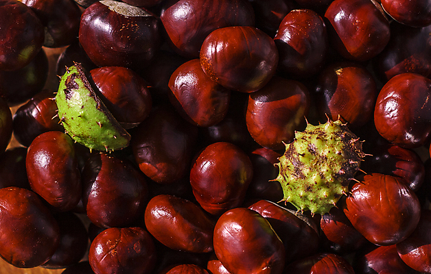 포토 JPG 해외이미지 나무 식물 계절 백그라운드 자연 씨앗 사람없음 갈색 환경 껍질 가을 그룹 9월 11월 유기농 10월 내추럴 숙성 카피스페이스 해외포토 웰빙 컬러 공백 날짜 생태계 파일형식 이미지허브