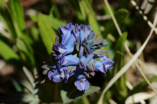 포토 JPG 해외이미지 식물 꽃 자연 사람없음 새싹 봄 개화 체리 숲 민들레 그리너리 해외포토 계절 과일 생태계 파일형식 트랜드컬러 이미지허브
