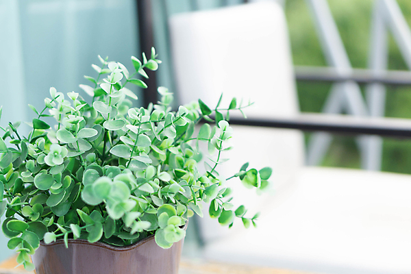 포토 JPG 해외이미지 나무 식물 디자인 꽃 화초 줄기 백그라운드 잎 자연 탁자 주택 사람없음 내부 장식 초록색 사무실 정원 꽃병 성장 흰색 나뭇가지 신선 냄비 작음 플라스틱 오브젝트 고립 묘목 심기 인공 해외포토 컬러 가구 비즈니스 모션 재질 건물 솥 크기 생태계 파일형식 이미지허브