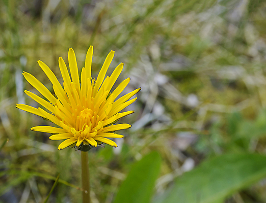 포토 JPG 해외이미지 식물 계절 꽃 줄기 백그라운드 잎 꽃무늬 밭 자연 사람없음 초록색 노란색 머리 봄 활발 성장 벚꽃 신선 닫기 민들레 5월 순수 묘사 싱글 보케 심플 내추럴 완벽 해외포토 컬러 컨셉 무늬 농업 모션 신체부위 날짜 생태계 파일형식 이미지허브