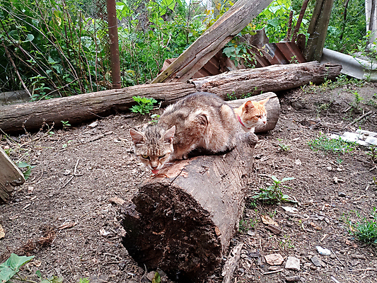 포토 JPG 해외이미지 동물 응시 꽃 도로 포유류 수염 사람없음 빨간색 반려동물 농장 갈색 고양이 시골 표현 도시 잠 뜨거움 모피 혀 꼬리 통나무 귀 영토 얼룩무늬 솜털 생강 외양간 옛날 총구 핸드메이드 해외포토 나무 식물 시선 길 컬러 무늬 농업 채소 교통시설 신체부위 입 파일형식 이미지허브