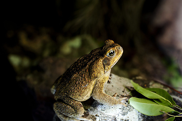 포토 JPG 해외이미지 동물 야생동물 지팡이 양서류 사람없음 옆모습 큼 육식 서식지 두꺼비 사탕수수 해외포토 식물 뷰포인트 크기 파일형식 이미지허브