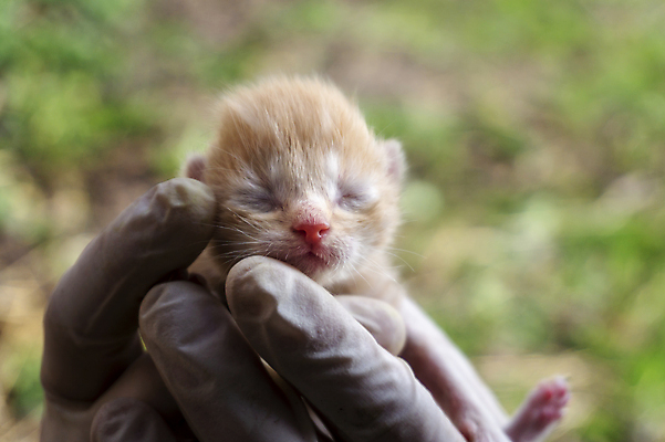 포토 JPG 해외이미지 동물 1 손 백그라운드 포유류 털 건강 관리 사람 사람없음 초록색 반려동물 노란색 머리 고양이 줄무늬 우정 흰색 아기 잡기 잠 닫기 작음 모피 호기심 솜털 생강 내추럴 돌봄 해외포토 감정 컬러 컨셉 무늬 채소 모션 신체부위 친구 크기 파일형식 이미지허브