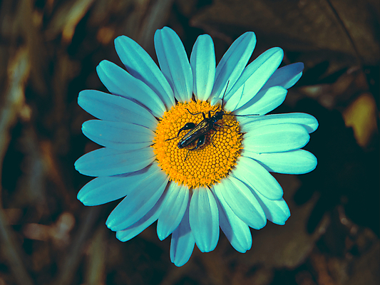 포토 JPG 해외이미지 꽃 야생동물 곤충 자연 영국 국화 사람없음 초록색 빛 노란색 금속 정원 흰색 벌레 딱정벌레 데이지 허벅지 해외포토 식물 동물 유럽 컬러 재질 신체부위 생태계 파일형식 이미지허브