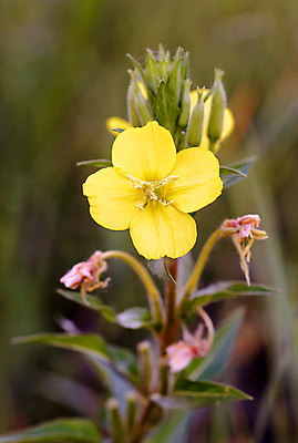 포토 JPG 해외이미지 식물 꽃잎 꽃 잎 꽃무늬 자연 사람없음 초록색 여름 태양 약 노란색 정원 황혼 일몰 화장품 벚꽃 오픈 개화 약초 야간 저녁 허브 피부 내추럴 돌봄 해외포토 자연요소 계절 컬러 무늬 의학 모션 신체부위 뷰티 노을 풀_식물 생태계 파일형식 이미지허브