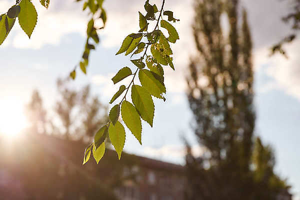 포토 JPG 해외이미지 식물 백그라운드 잎 패턴 손가락 자연 추상 프레임 그림자 사람없음 야외 장식 가로 초록색 컬러풀 햇빛 어둠 침묵 고요 봄 성장 신선 투명 소프트포커스 열대우림 사회이슈 묘사 환경보전 원예 부드러움 고립 삼림지대 세르비아 심기 카피스페이스 디테일 해외포토 손 계절 컬러 컨셉 무늬 모션 촬영기법 취미 태양 소리 공백 감각 숲 생태계 파일형식 이미지허브