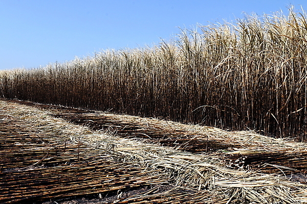 포토 JPG 해외이미지 나무 식물 산업 음식 줄기 백그라운드 밭 농업 자연 지팡이 하늘 불 불꽃 건조 풍경 사람없음 빨간색 초록색 여름 글로벌 농장 농경지 갈색 노란색 환경 주스 봄 에너지 수확 시골 뜨거움 달콤 땅 설탕 밀짚 내추럴 땅바닥 바이오 밭일 화상 사탕수수 많음 해외포토 자연요소 계절 음료 컬러 컨셉 바닥 맛 짚 상처 생태계 파일형식 이미지허브