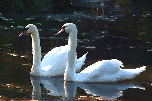 포토 JPG 해외이미지 주간 호수 두마리 사람없음 야외 백조 해외포토 자연요소 2 조류 파일형식 이미지허브