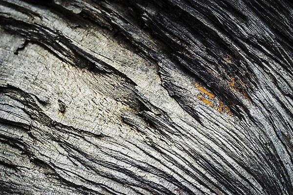 포토 JPG 해외이미지 나무 식물 디자인 공원 백그라운드 패턴 자연 표면 날씨 추상 건조 사람없음 야외 목재 갈색 어둠 회색 흰색 거친 숲 자르기 묘사 질감 나무껍질 내추럴 그런지 깨짐 수목 옛날 해외포토 공공시설 컬러 컨셉 무늬 재료 모션 껍질 생태계 파일형식 이미지허브