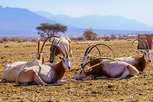 포토 JPG 해외이미지 동물 공원 야생동물 여행 포유류 자연 종류 동양인 풍경 사람없음 환경 사막 바 보호 사파리 생물학 영양 지역 멸종 예약 유지 이스라엘 전국 해외포토 공공시설 교육 컨셉 인종 생태계 서아시아 파일형식 이미지허브