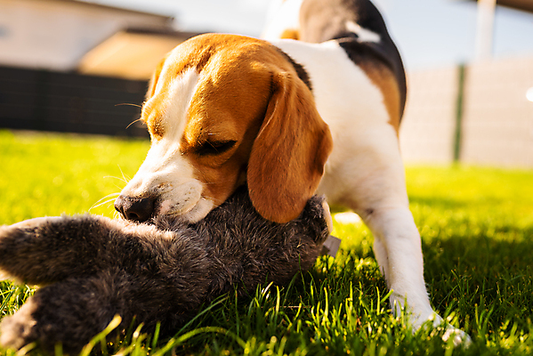 포토 JPG 해외이미지 동물 백그라운드 장난 포유류 자연 놀이 생물 사람없음 야외 반려동물 장난감 정원 맑음 토끼 개 강아지 작음 비글 부드러움 섬유 송곳니 기르기 깨짐 뒤뜰 복종 유래 회복 해외포토 컨셉 날씨 직물 감각 치아 크기 생태계 돌봄 파일형식 이미지허브