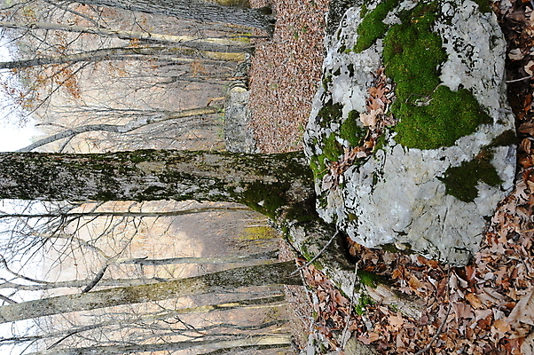 포토 JPG 해외이미지 나무 식물 야생동물 여행 백그라운드 북아메리카 건조 이끼 풍경 사람없음 물 세계 미국 액체 숲 해외포토 자연요소 동물 아메리카 파일형식 이미지허브