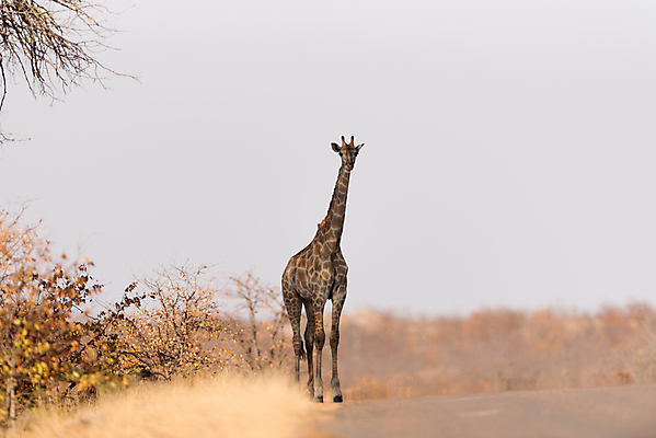 포토 JPG 해외이미지 동물 커플 남자 야생동물 밭 포유류 가족 아프리카 자연 초식동물 뿔 국립공원 풍경 사람없음 여름 환경 군중 큼 방목 기린 사파리 지역 목 케냐 서식지 내추럴 마사이족 사바나 세렝게티 탄자니아 평야 반추동물 해외포토 계절 공원 나라 농업 관계 사람 신체부위 축산업 크기 생태계 파일형식 이미지허브