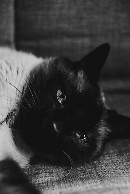 포토 JPG 해외이미지 동물 응시 음식 창문 포유류 낚시 거리 털 3 사람없음 야외 여름 마을 고양이 흰색 도시 그룹 캔 쓰레기 먹기 호기심 문제 통과 노숙자 생존 동정 파리(프랑스) 해외포토 시선 계절 감정 컬러 컨셉 모션 레저 반려동물 파일형식 이미지허브