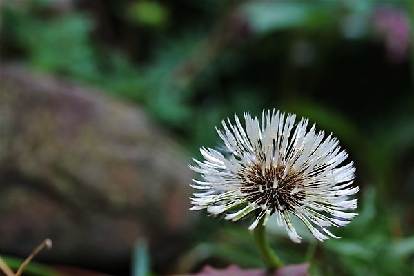 포토 JPG 해외이미지 식물 자연 사람없음 야외 초록색 여름 갈색 봄 흰색 닫기 민들레 해외포토 계절 꽃 컬러 모션 생태계 파일형식 이미지허브