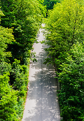 포토 JPG 해외이미지 나무 식물 계절 공원 도로 길 여행 낙엽 잎 포장 자국 자연 거리 안테나 풍경 사람없음 야외 초록색 여름 시골 황무지 정상 숲 오솔길 아스팔트 머리위 넘어짐 루트 방법 해외포토 공공시설 컬러 통신 교통시설 모션 생태계 파일형식 이미지허브