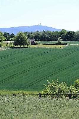 포토 JPG 해외이미지 나무 식물 밭 농업 자연 풍경 사람없음 야외 초록색 울타리 시골 낟알 해외포토 산업 컬러 담장 생태계 파일형식 이미지허브