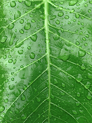 포토 JPG 해외이미지 나무 식물 잎 패턴 자연 표면 아침 추상 사람없음 초록색 물 여름 환경 정원 봄 젖음 추위 가을 물방울 신선 떨어짐 이슬 빗방울 질감 내추럴 생태학 해외포토 주간 자연요소 계절 교육 컬러 컨셉 무늬 비_날씨 생태계 파일형식 이미지허브