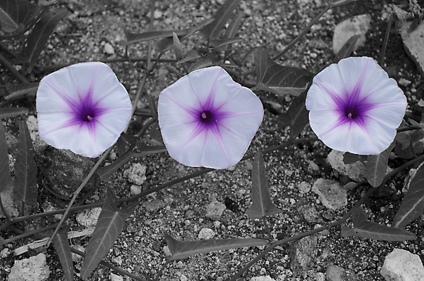 포토 JPG 해외이미지 식물 꽃 백그라운드 잎 꽃무늬 오렌지 자연 조류 사람없음 빨간색 초록색 컬러풀 노란색 정원 봄 회색 벚꽃 흰색 신선 싱글 원예 내추럴 고립 이국적 파라다이스 많음 해외포토 동물 계절 컬러 컨셉 무늬 과일 취미 생태계 파일형식 이미지허브