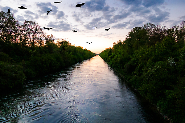 포토 JPG 해외이미지 동물 구름 실루엣 호수 야생동물 백그라운드 날개 오렌지 태국 자연 갈매기 조류 하늘 아침 풍경 사람없음 야외 빨간색 여름 빛 태양 반사 노란색 평화 일출 동남아시아 일몰 자유 저녁 수평선 해외포토 주간 자연요소 계절 아시아 컬러 컨셉 과일 촬영기법 노을 야간 생태계 파일형식 이미지허브