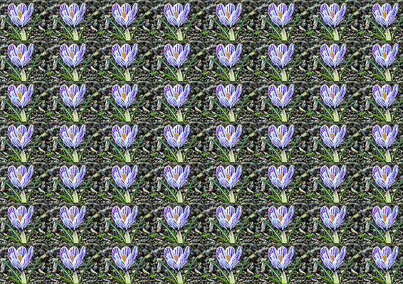 포토 JPG 해외이미지 식물 꽃 백그라운드 꽃무늬 패턴 사람없음 파란색 봄 벚꽃 신용카드 소프트포커스 작음 우표 많음 해외포토 계절 컬러 컨셉 무늬 촬영기법 금융 크기 파일형식 이미지허브