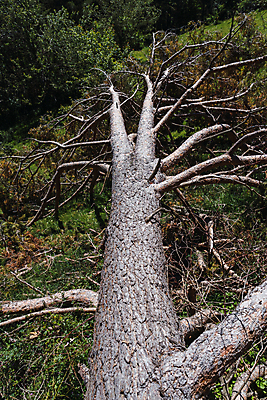 포토 JPG 해외이미지 나무 1 공원 길 여행 자연 하늘 바람 산 풍경 사람없음 야외 초록색 햇빛 평화 카메라 힘 침묵 산책 손상 하이킹 죽음 숲 오솔길 모험가 사진사 폭풍 탐사 전국 하이커 혼자 해외포토 자연요소 식물 공공시설 컬러 컨셉 레저 날씨 휴식 전자제품 태양 소리 작가 생태계 파일형식 이미지허브