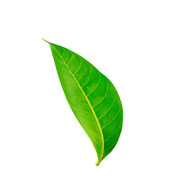 포토 JPG 해외이미지 모양 나무 식물 디자인 계절 줄기 단풍 잎 겨울 자연 바람 건조 사람없음 초록색 갈색 정원 가을 흰색 나뭇가지 숲 묘사 정맥 내추럴 고립 땅바닥 해외포토 자연요소 컬러 날씨 바닥 생태계 혈관 파일형식 이미지허브