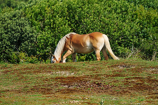 포토 JPG 해외이미지 동물 야생동물 백그라운드 포유류 자연 국립공원 풍경 사람없음 야외 농장 갈색 머리 자유 시골 황무지 승마 보호 방목 모피 갈기 조랑말 서식지 내추럴 기르기 다트무어 찰과상 해외포토 공원 스포츠 컬러 컨셉 농업 신체부위 말 축산업 상처 생태계 돌봄 파일형식 이미지허브