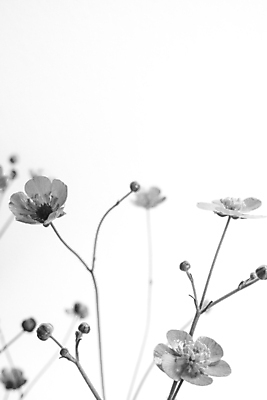 포토 JPG 해외이미지 식물 계절 꽃 백그라운드 밭 사람없음 장식 작음 수집 무료 오리지널 해외포토 농업 크기 파일형식 이미지허브