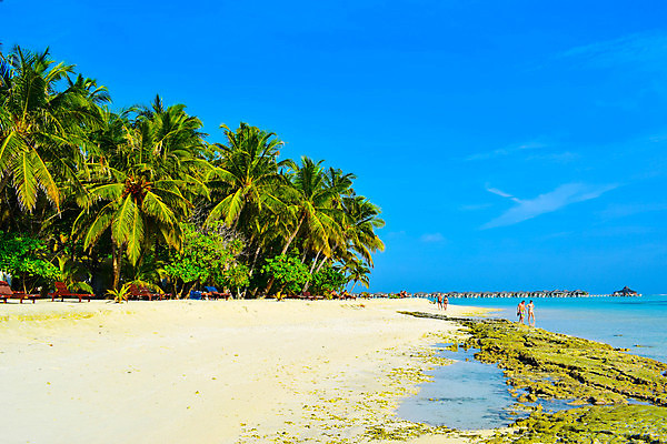 포토 JPG 해외이미지 나무 식물 모래 바다 섬 여행 백그라운드 자연 하늘 휴가 휴식 손바닥 그림자 풍경 사람없음 물 여름 파란색 햇빛 태양 맑음 침묵 시골 휴양지 코코넛 천국 석호 몰디브 이국적 터키석 파라다이스 해외포토 자연요소 손 계절 아시아 컬러 컨셉 과일 날씨 소리 장소 보석 생태계 파일형식 이미지허브