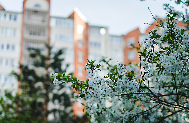 포토 JPG 해외이미지 나무 식물 계절 꽃잎 꽃 분홍색 백그라운드 잎 꽃무늬 창문 자연 하늘 주택 사람없음 야외 장식 초록색 파란색 태양 노란색 마을 정원 맑음 봄 벚꽃 흰색 나뭇가지 신선 개화 체리 4월 5월 원예 내추럴 옛날 해외포토 자연요소 컬러 무늬 과일 날씨 취미 건물 날짜 생태계 파일형식 이미지허브
