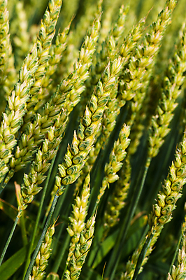 포토 JPG 해외이미지 식물 밭 농업 자연 풍경 사람없음 여름 파란색 농작물 태양 농장 봄 수확 성장 시골 시리얼 밀 유기농 조경 장면 귀리 해외포토 자연요소 웰빙 계절 산업 음식 컬러 곡류 생태계 파일형식 이미지허브