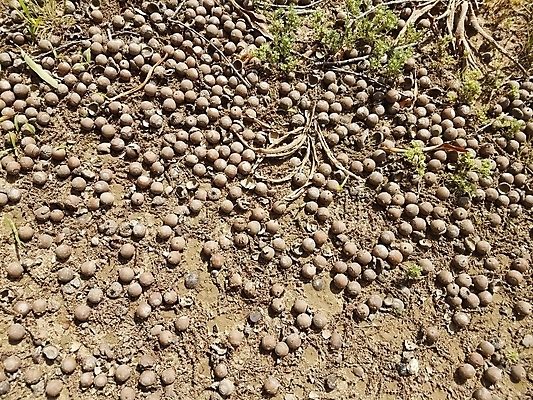 포토 JPG 해외이미지 자연 잔디 사람없음 야외 갈색 견과류 떨어짐 진흙 땅바닥 해외포토 식물 컬러 컨셉 바닥 생태계 파일형식 이미지허브