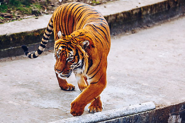 포토 JPG 해외이미지 동물 1 야생동물 오렌지 포유류 자연 휴식 생물 털 동물원 사람없음 정원 고양이 힘 줄무늬 잠 호랑이 황무지 위험 큼 열대우림 육식동물 사냥꾼 프라하 동물상 해외포토 직업 컨셉 무늬 과일 반려동물 조형물 숲 크기 생태계 체코 파일형식 이미지허브