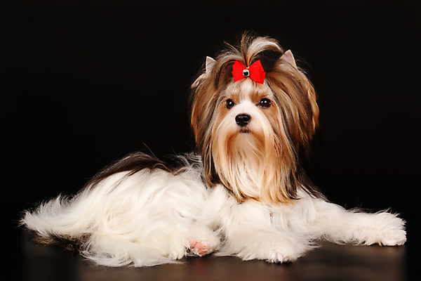 포토 JPG 해외이미지 나무 동물 1 행복 새끼 백그라운드 크리스마스 공 휴가 새로움 털 미소 사람없음 장식 빨간색 반려동물 산타클로스 귀여움 검은색 거울 흰색 개 달콤 강아지 작음 샴페인 요크셔테리어 테리어 연도 활 솜털 송곳니 기르기 비버 삼색 해외포토 식물 기념일 감정 컬러 컨셉 포유류 주류 표정 맛 치아 크기 돌봄 파일형식 이미지허브