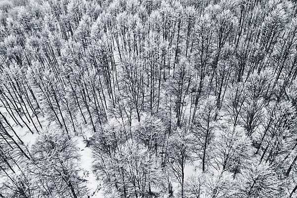 포토 JPG 해외이미지 나무 계절 야생동물 여행 백그라운드 겨울 자연 날씨 스키 산 안테나 파노라마 풍경 사람없음 야외 목재 평화 환경 냉동 얼음 추위 탐험 흰색 시골 신선 정상 숲 시원함 서리 북쪽 내추럴 드론 뿌연 폭설 해외포토 자연요소 식물 동물 컬러 컨셉 재료 통신 겨울스포츠 눈_날씨 촬영기법 자연재해 방향 생태계 파일형식 이미지허브
