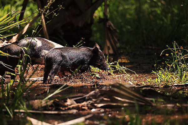 포토 JPG 해외이미지 청소년 자연 사람없음 아기 돼지 숲 뿌리기 플로리다 해외포토 포유류 모션 사람 미국 생태계 파일형식 이미지허브