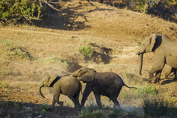 포토 JPG 해외이미지 동물 야생동물 새끼 포즈 2 포유류 아프리카 청소년 자연 놀이 코끼리 국립공원 사람없음 가로 관광지 황무지 보호 사파리 짝짓기 남아프리카 보츠와나 보호구역 해외포토 멸종위기종 공원 나라 여행 컨셉 사람 생태계 구역 파일형식 이미지허브