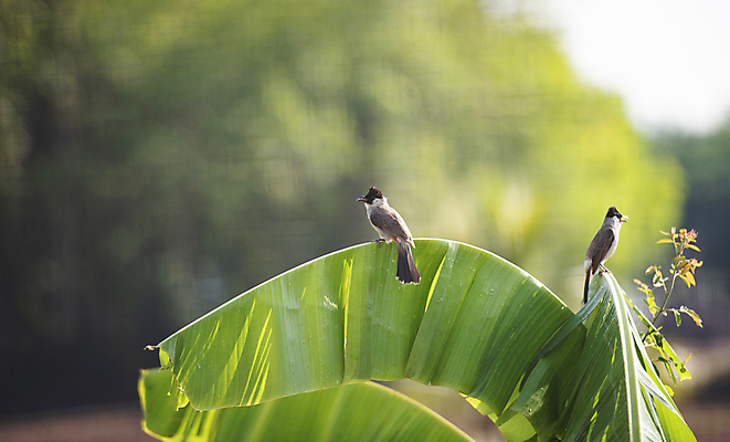 포토 JPG 해외이미지 나무 식물 동물 공원 여자 남자 아시아 야생동물 백그라운드 잎 날개 태국 자연 조류 앉기 사람없음 야외 빨간색 초록색 빛 컬러풀 갈색 환경 정원 회색 자유 흰색 나뭇가지 작음 열대우림 깃털 싱글 꼬리 부리 내추럴 무료 전국 해외포토 공공시설 나라 컬러 컨셉 모션 사람 숲 크기 생태계 파일형식 이미지허브