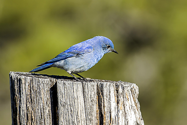 포토 JPG 해외이미지 동물 공원 남자 야생동물 백그라운드 날개 자연 조류 아침 산 종류 앉기 사람없음 야외 파란색 컬러풀 미국 봄 닫기 보호 숲 작음 깃털 부리 새장 북쪽 내추럴 동물상 해외포토 주간 계절 공공시설 컬러 컨셉 북아메리카 모션 사람 조형물 크기 방향 생태계 케이지 파일형식 이미지허브