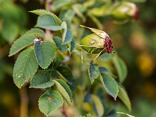 포토 JPG 해외이미지 식물 계절 꽃 잎 과일 자연 사람없음 야외 장식 초록색 장미 정원 봄 성장 죽음 신선 엉덩이 관목 원예 시들음 카피스페이스 세련 해외포토 나무 컬러 취미 신체부위 공백 생태계 파일형식 이미지허브