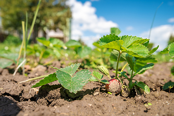 포토 JPG 해외이미지 식물 계절 열매 꽃 산업 음식 잎 꽃무늬 밭 농업 과일 자연 딸기 건강 사람없음 야외 빨간색 초록색 태양 농장 농경지 정원 봄 수확 성장 신선 달콤 유기농 원예 내추럴 밭일 숙성 온실 줄서기 채식주의자 해외포토 자연요소 웰빙 컬러 무늬 모션 취미 맛 생태계 채식 파일형식 이미지허브