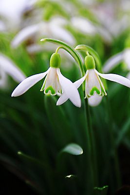 포토 JPG 해외이미지 꽃잎 꽃 잎 사람없음 아웃포커스 개화 블러 스노드롭 해외포토 식물 촬영기법 파일형식 이미지허브