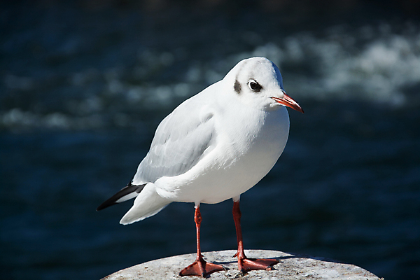 포토 JPG 해외이미지 동물 바다 자연 갈매기 조류 사람없음 가을 흰색 대서양 10월 동물상 발트해 해외포토 계절 컬러 북유럽 조형물 날짜 생태계 파일형식 이미지허브