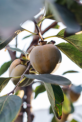 포토 JPG 해외이미지 음식 채소 과일 콩 사람없음 망고 국산 해외포토 곡류 열대과일 파일형식 이미지허브